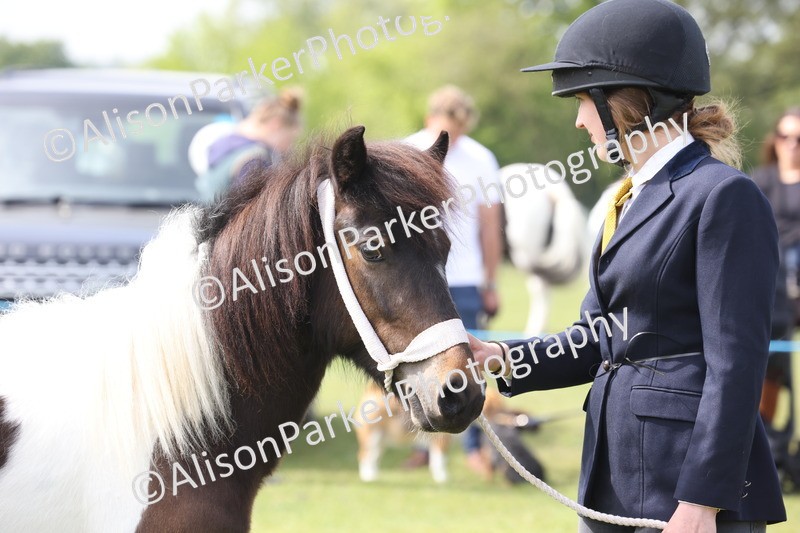 20260426-3189 - Class 26 - Shetland Ponies and Minitures