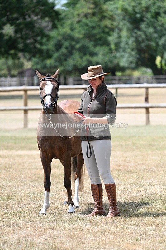 WJ7_1746 - Class 4 Prettiest Mare up to 14.2hh in hand