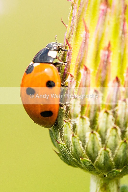 20130825-_MG_5419 - Insects