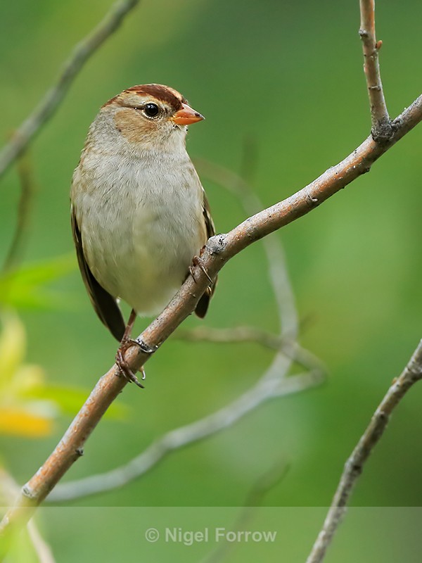 White-crowned Sparrow (1st winter), Canmore, Canada - White-crowned Sparrow