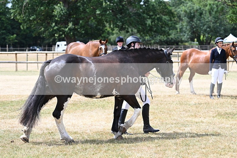 WJ7_1947 - Class 4a Prettiest Mare 14.2hh and over hand