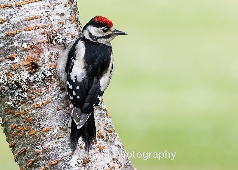 Great Spotted Woodpecker - Latest Images