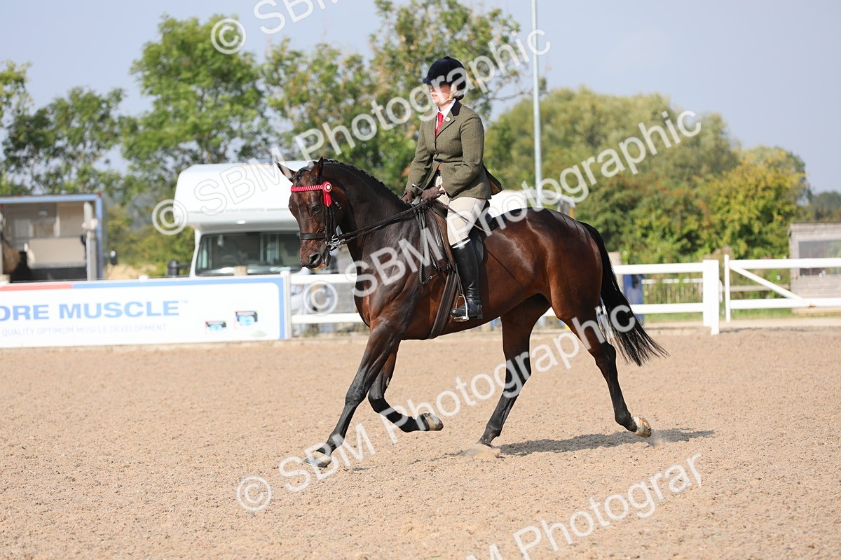 SBM_11364 - Class 305 Ridden Foreign Breeds- Pure Bred