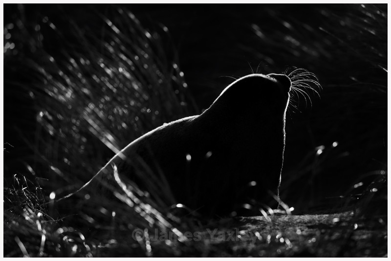 Whiskers of Light - Latest Work