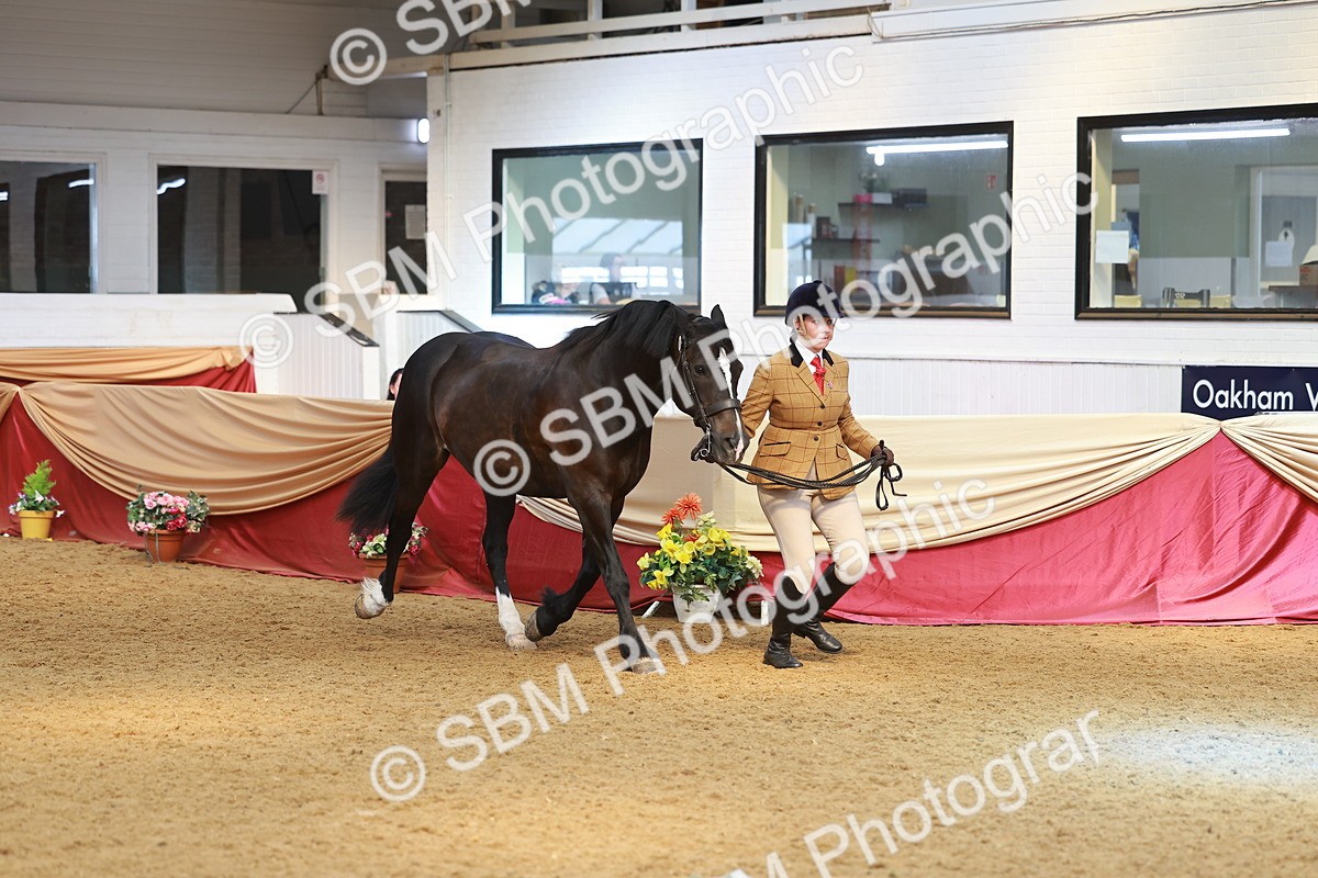 SBM_10716 - Class 103 - HOYS Veteran Qualifier - Ridden Pre Vet
