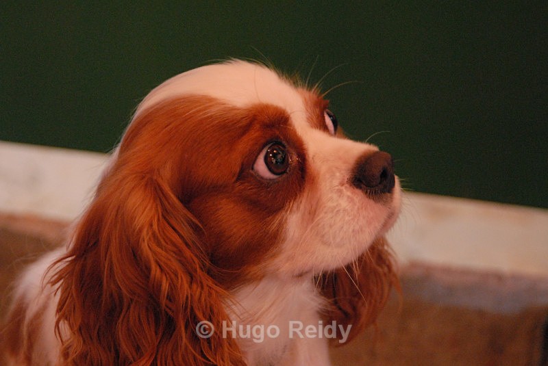  - Canine Friends