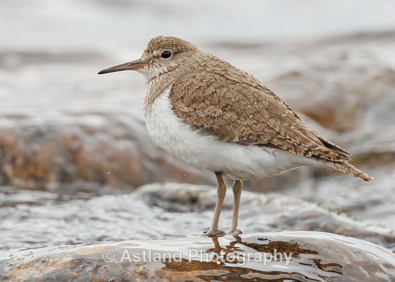 Common Sandpiper - Latest Images