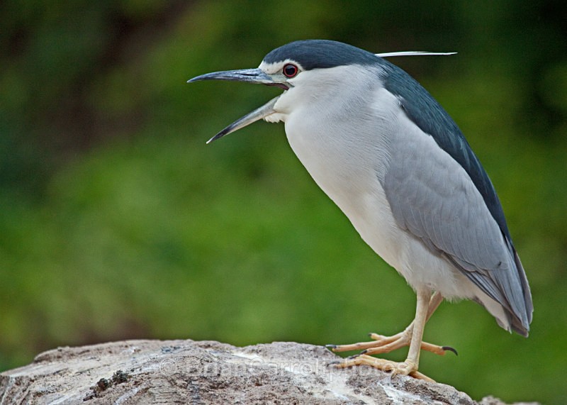 Black Crowned Night Heron - Wildlife