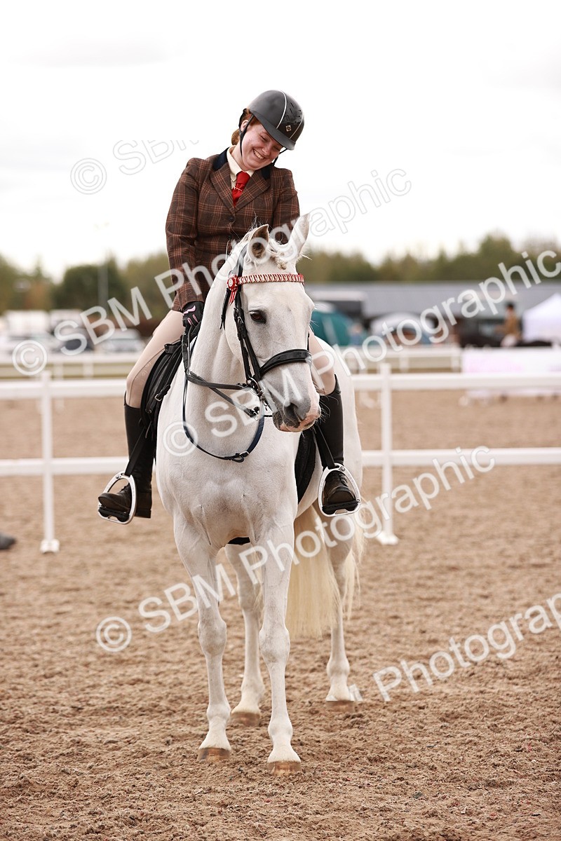 SBM_16226 - Class412 - Handsome Gelding (IH  or Ridden) Adult