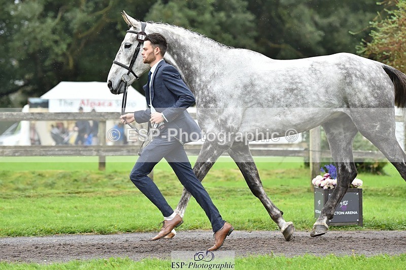 231018-124758-00529 - 067-WHIXLEY.QUALITAS-Barnie.Brotherton-TrotUp