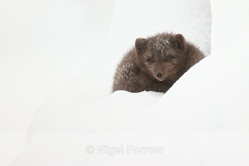 Hornstrandir Arctic Fox curled up in snow hollow, Iceland - Arctic Fox