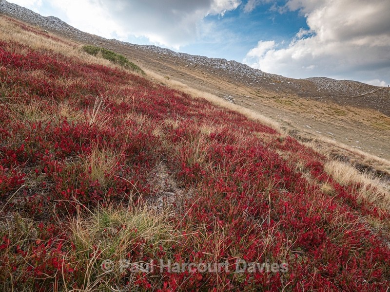 Bilberry (Vaccinium myrtillus), also European blueberry - Plants in the Landscape