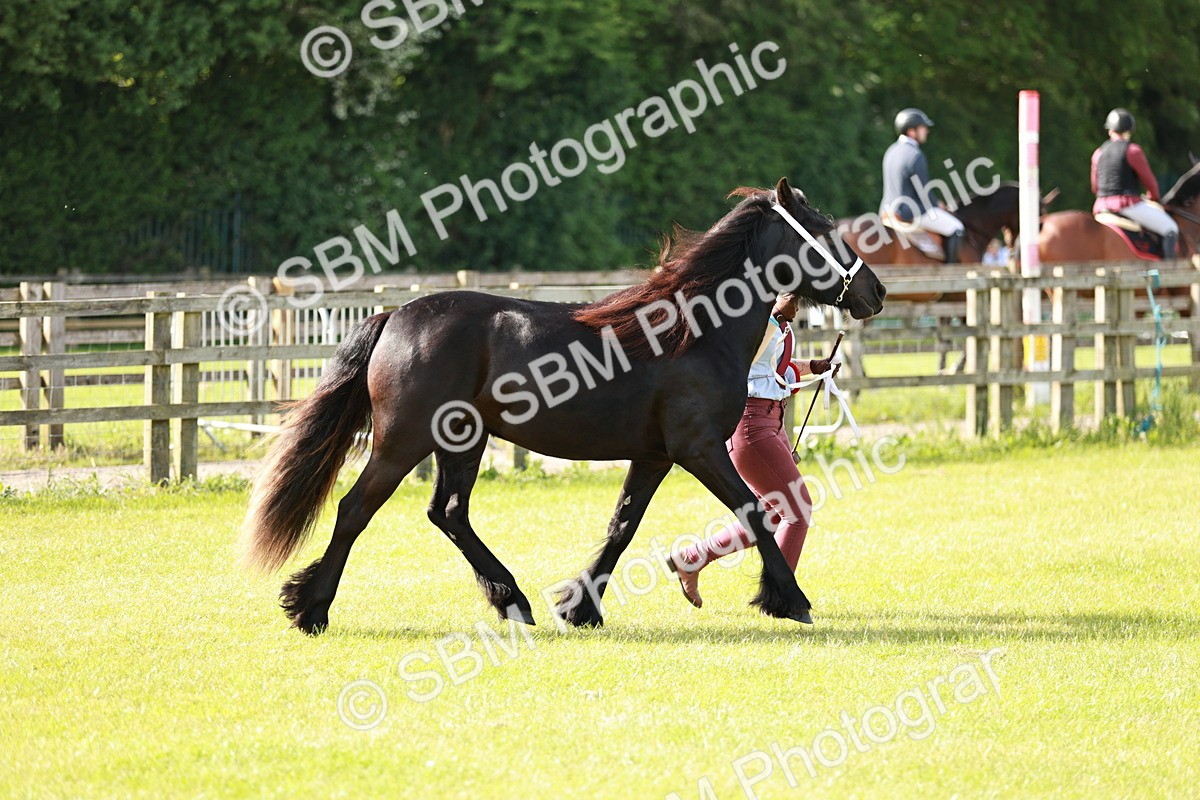 SBM_00890 - Class 14-23 - Mountain & Moorland In Hand Non Welsh