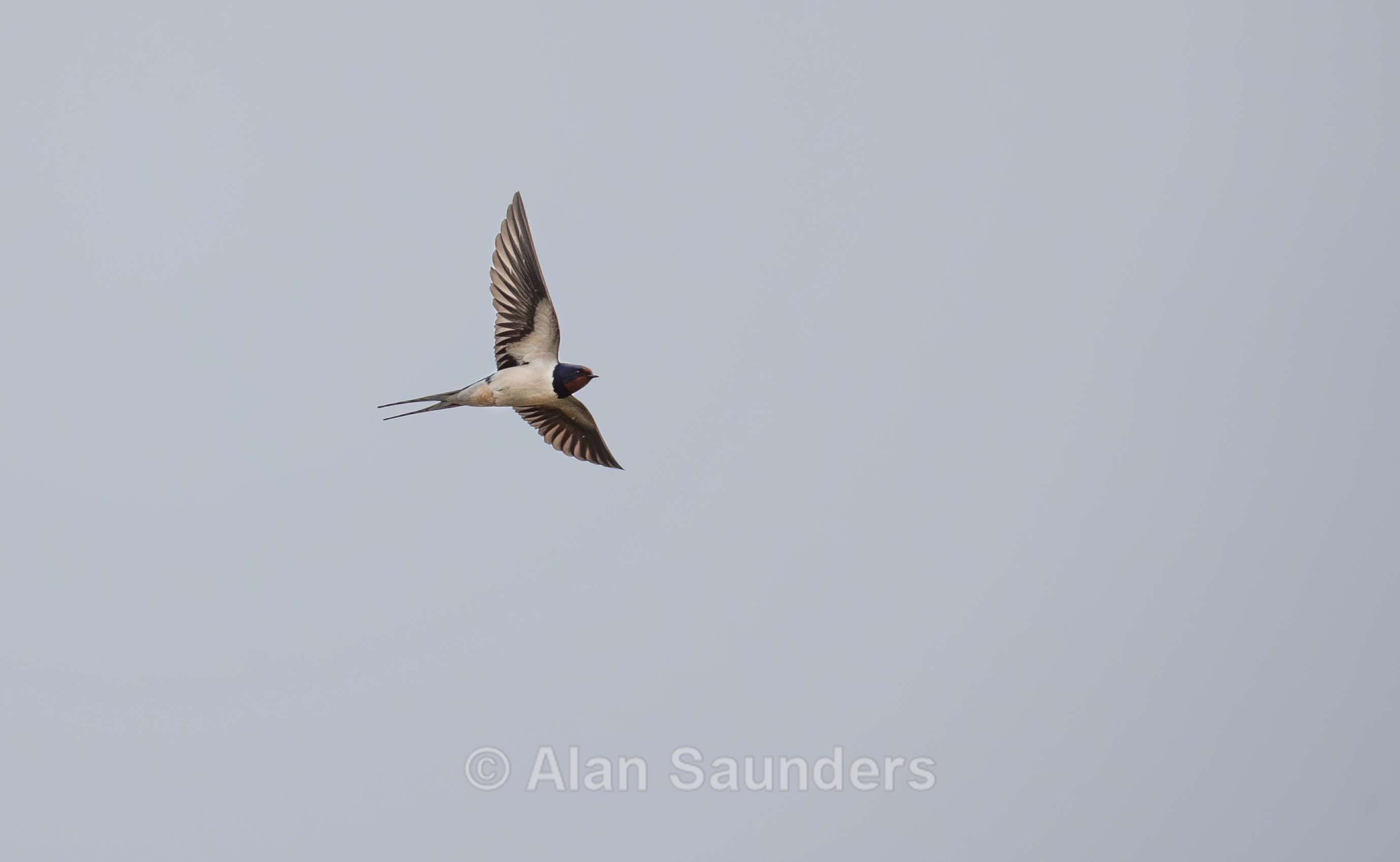 Swallow 1