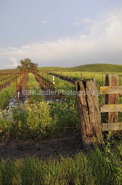 _DSC0044 - Ross/Lynn