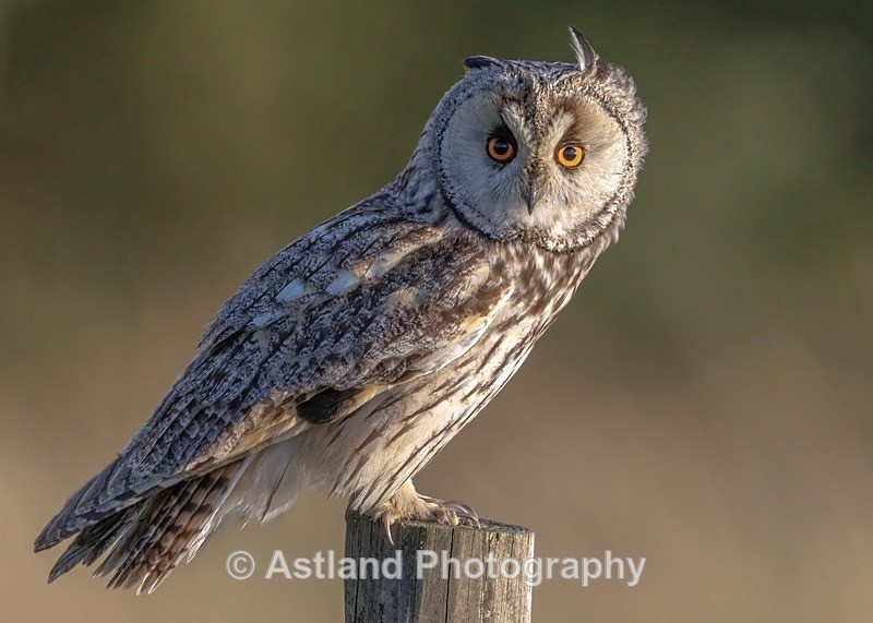 Long-eared owl - Latest Images