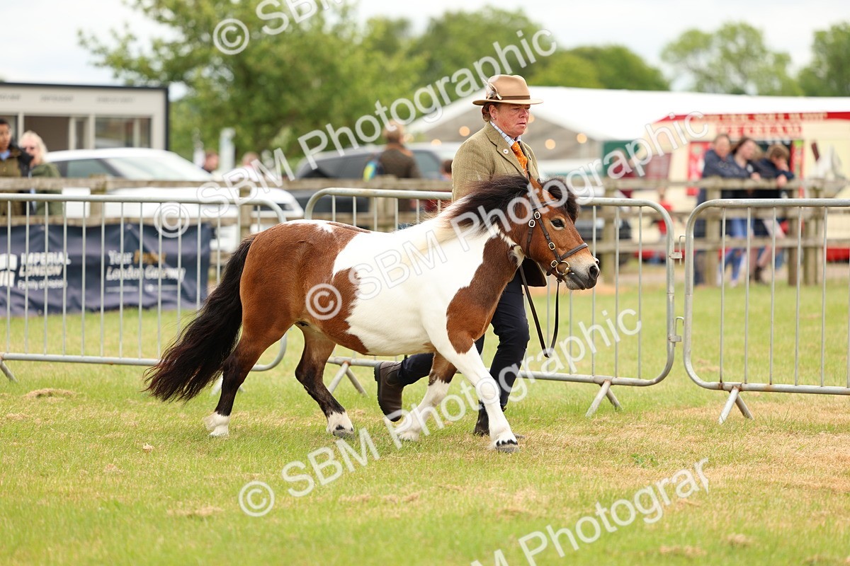 SBM_04350 - Class 64-67 - Shetland Pony In Hand