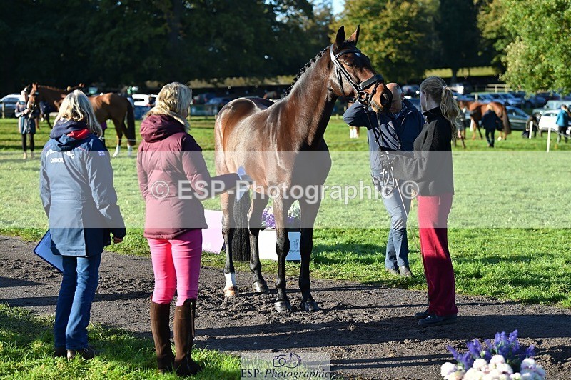 231022-092806-21808 - 685-ADRENALIN.II-Cosima.Atkinson-TrotUp+SJ