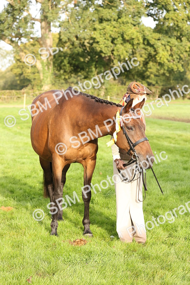 SBM_55017 - S52 - Riding Horse & Hack & thoroughbred In Hand
