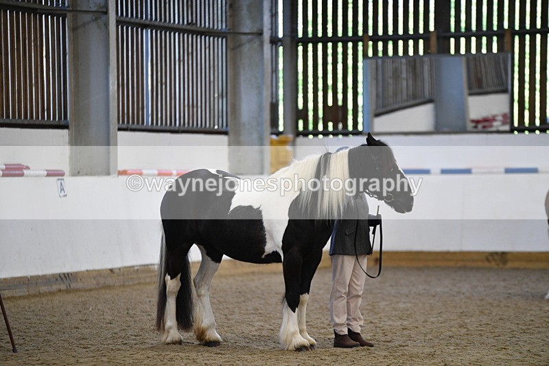 WJ5_5455 - Class 8 In hand cob