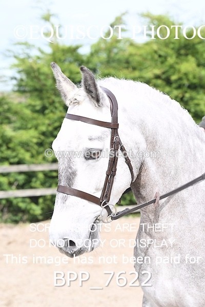 BPP_7622 - RING 1  (RIDDEN HORSES / IN HAND / VETERAN ETC)