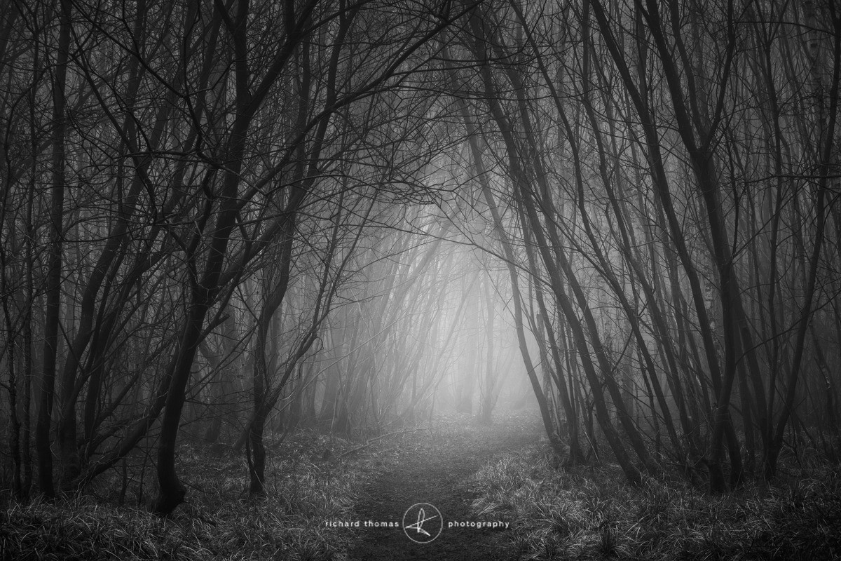 Forbidden path - Mono Mist Trees