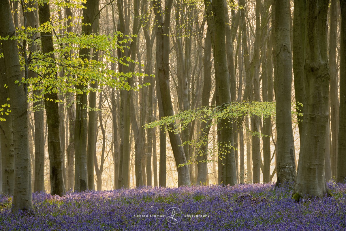 Bluebell ridge - BlueWood