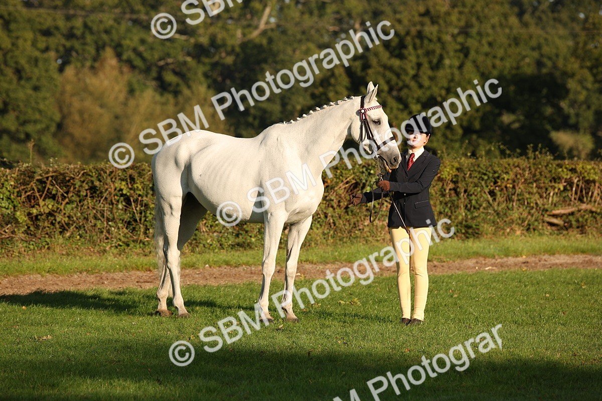 SBM_57548 - S50 - Foreign Breeds In Hand