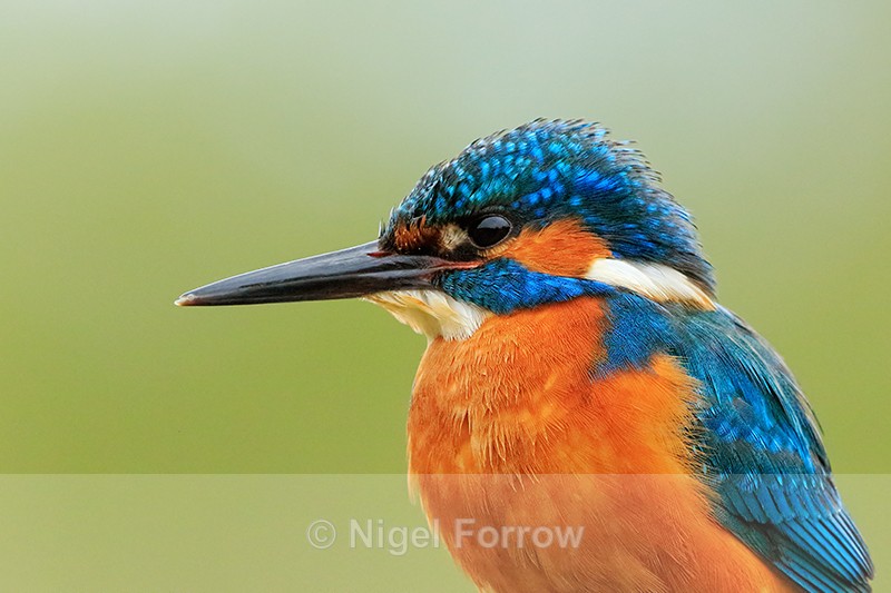 Kingfisher (male) close-up, Scotland - Kingfisher