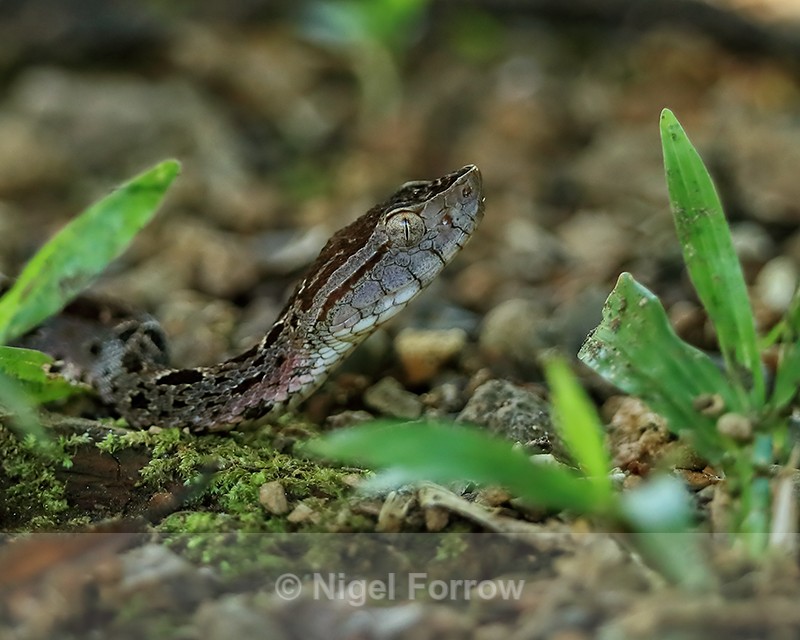 Fer-de-Lance (Bothrops asper) close-up, Costa Rica - REPTILES & AMPHIBIANS