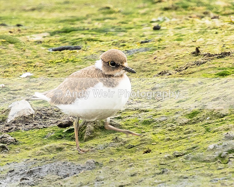 20150802-8E0A0438 - Other Waders