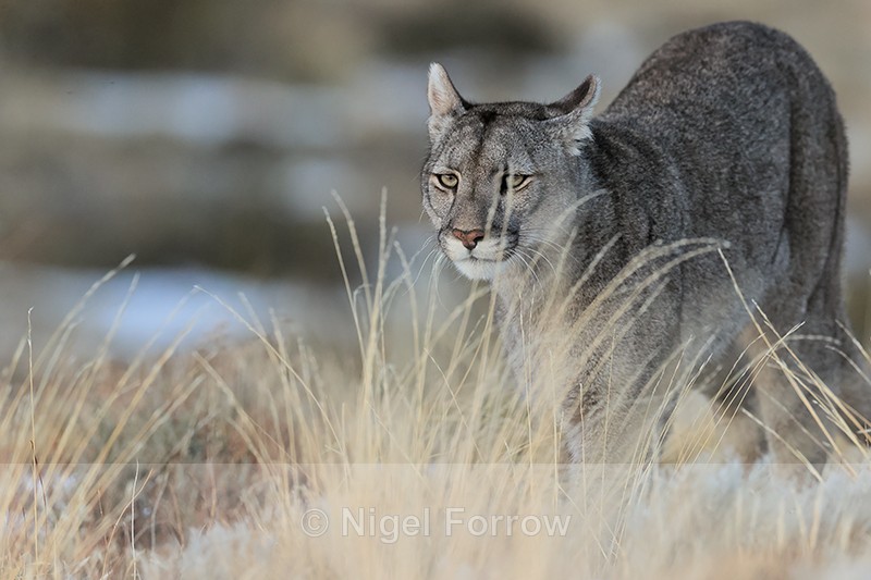 Female Puma Escacha close encounter, Torres del Paine, Chile - Puma