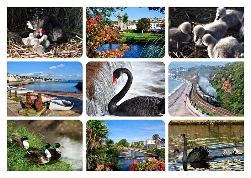 DW48 - Black Swans and Views - Greetings Cards Dawlish