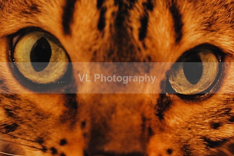 Cat's Eyes - Animals and Birds