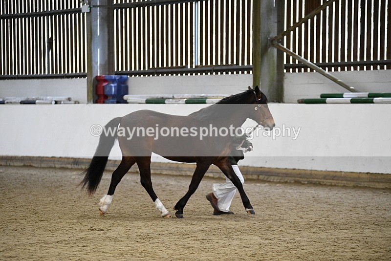 WJ5_5728 - Morning in hand Championship