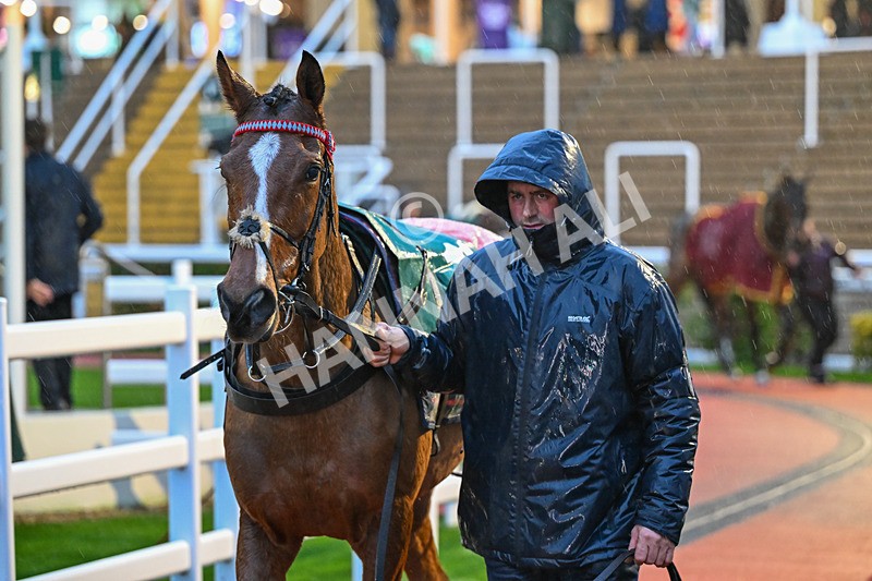 141125-Race 6-Pure Gold-1072 - Race 6