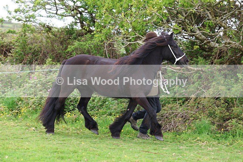 3E7A0796 - In Hand Championship