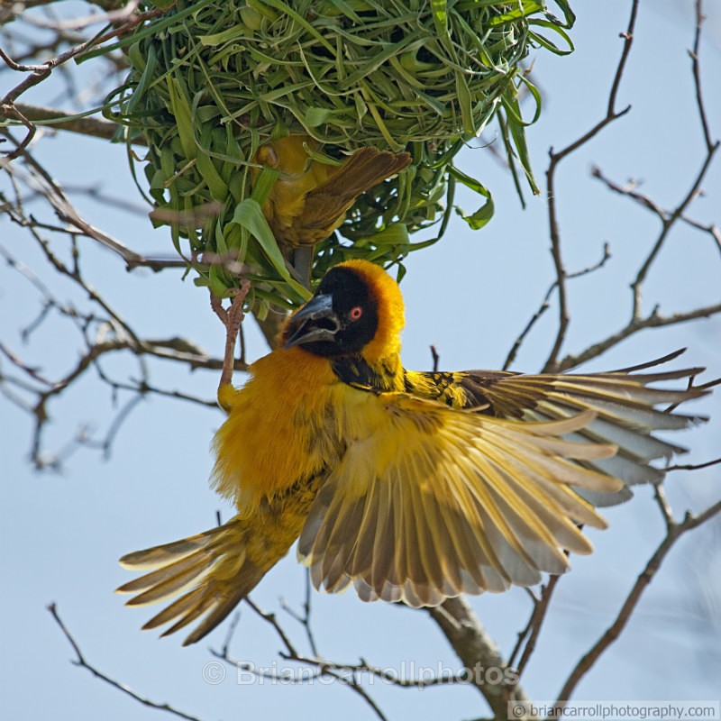 Village Weaver Bird - Wildlife