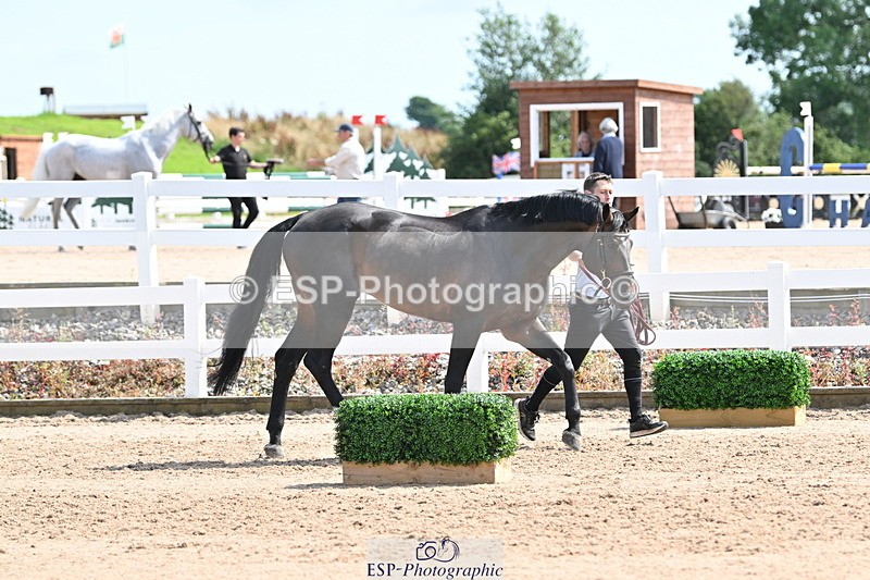 240717A-153624-02910 - Trot Up 3pm to 4pm