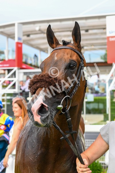 170623-Race 7-The Green Man-1072 - Race 7 5.25pm Clean Up With PPS Handicap