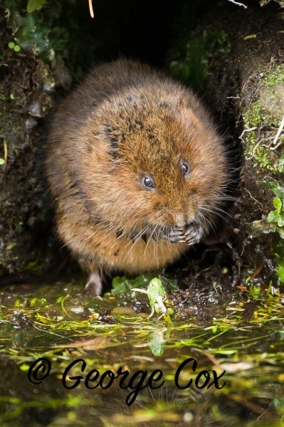 water vole