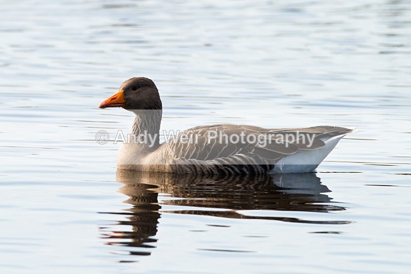 20101016-1486 - Greylag Goose