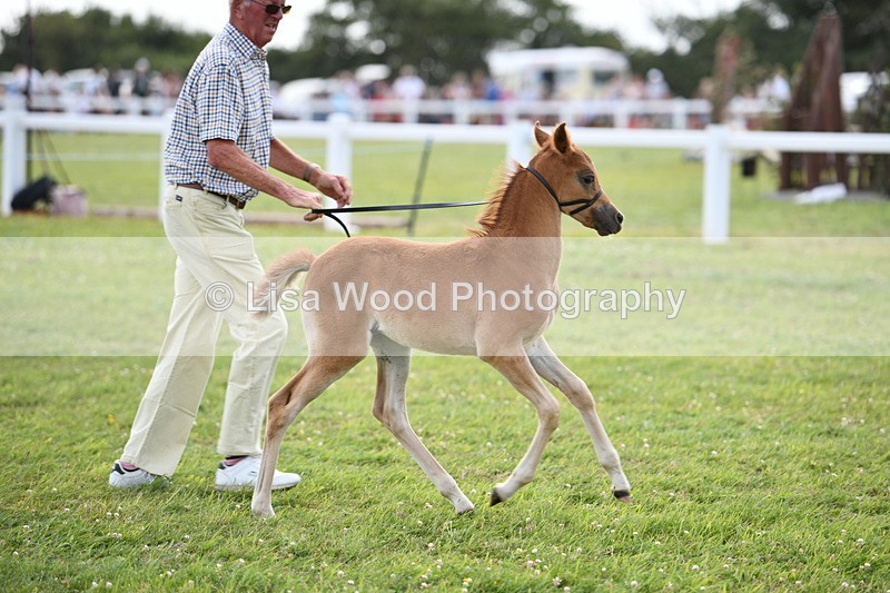 DSC_8471 - Class 69: Pure, Anglo & Part Bred In Hand Arab