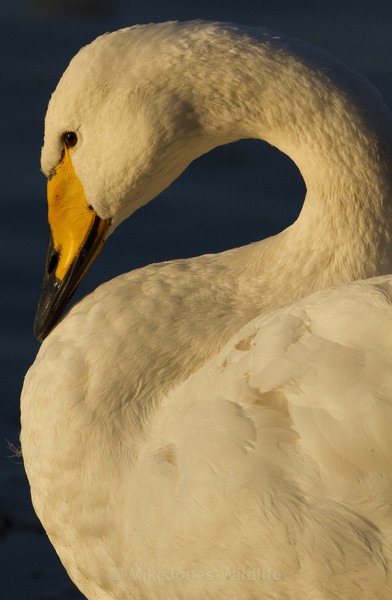 WHOOPER SWAN - WHOOPER SWANS