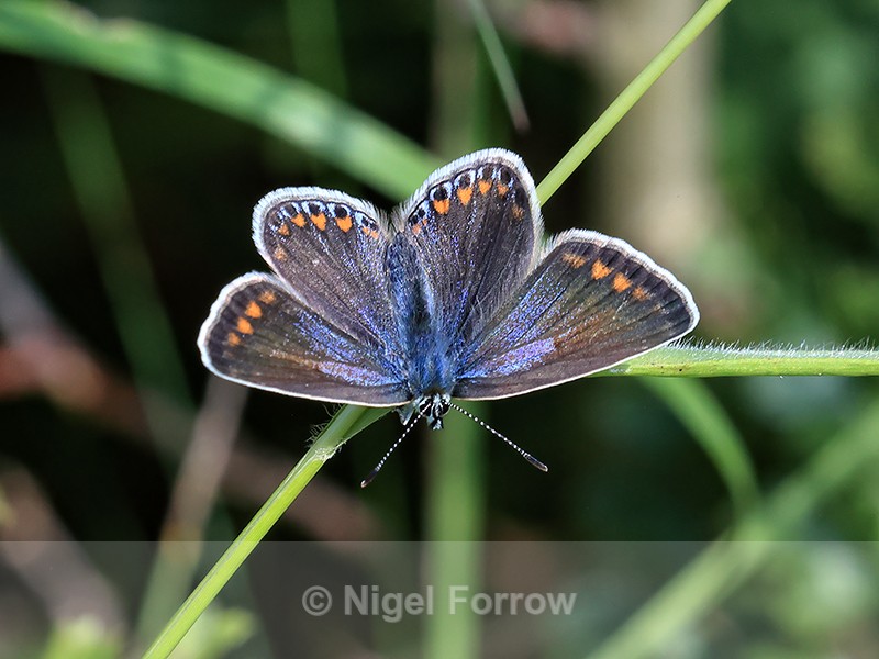 Common Blue (female), Ardley Wood Quarry Nature Reserve - INSECTS