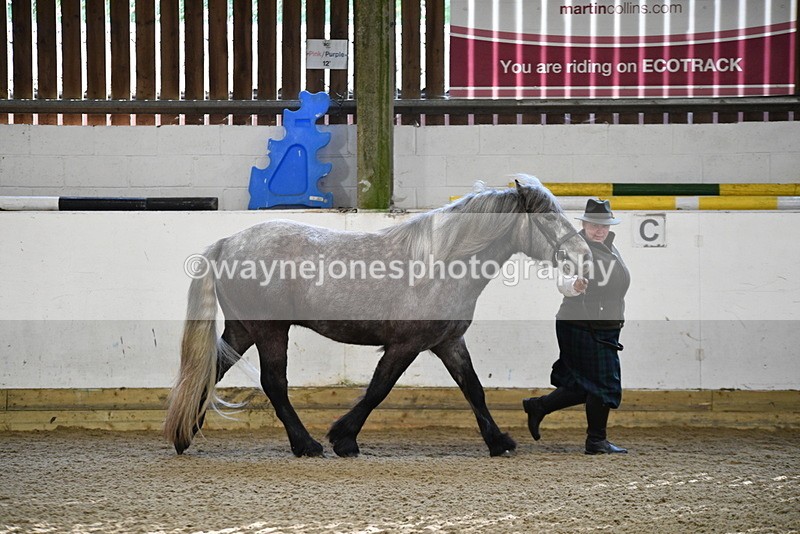 WJ5_3472 - Class 1 Youngstock