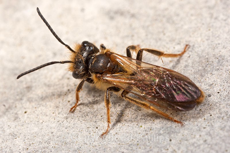 Andrena bucephala (m) - Andrena bucephala