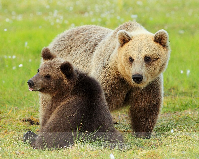 Mother Brown Bear and yearling cub at Martinselkonen - Brown Bear