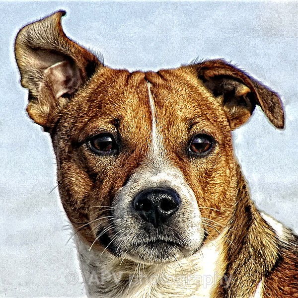 Terrier in the Wind - Square Cards