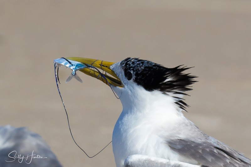 Pennant Fish 1